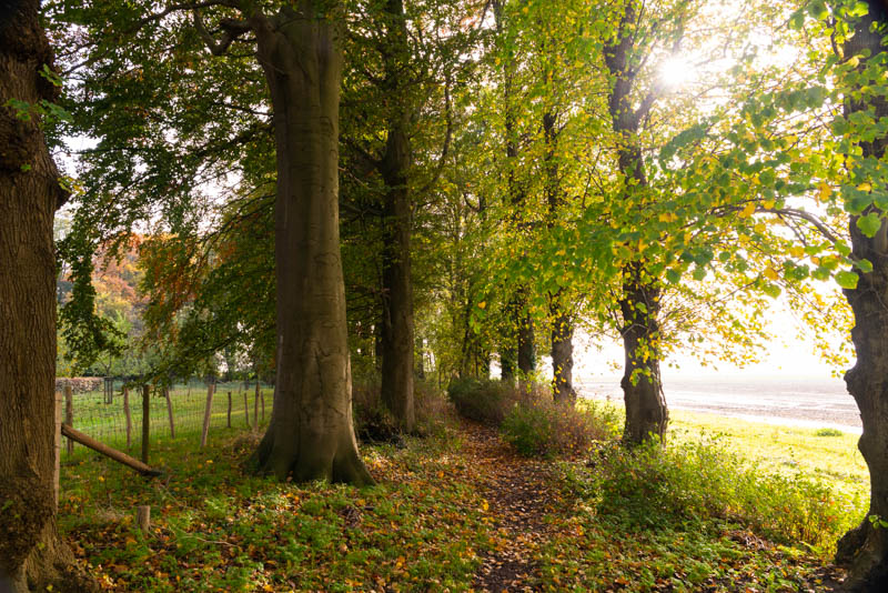 Patersbos